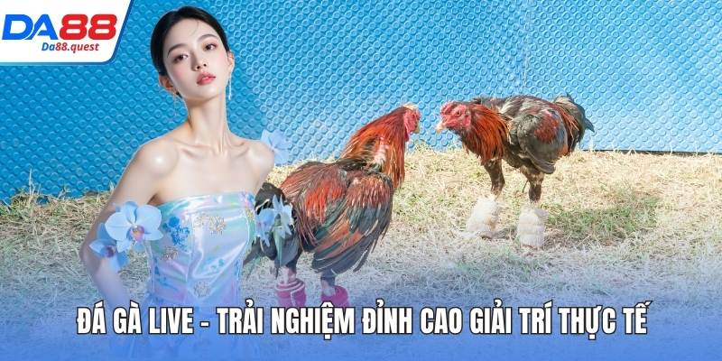 Đá gà live